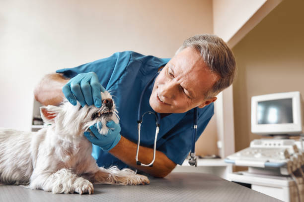 Best Emergency Root Canal Treatment in Mount Prospect, IL